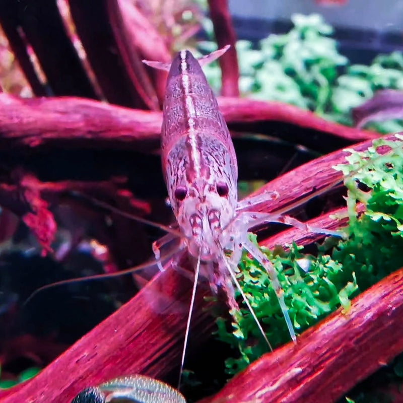 Instagram post by @aquascapebarendrecht