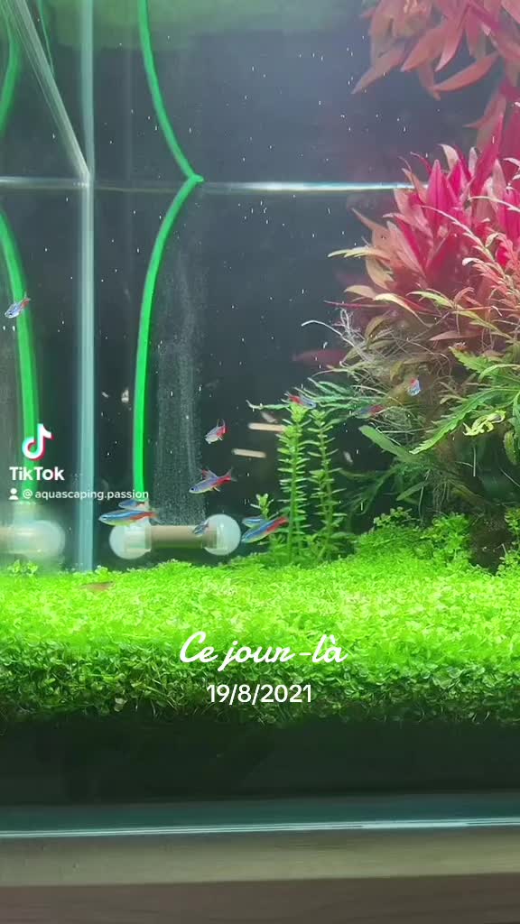TikTok video by @aquascaping.passion