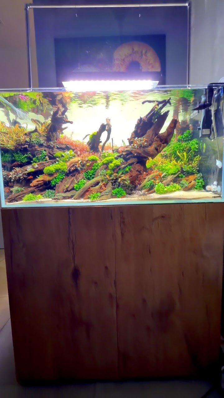 Instagram post by @aquascaping.passion